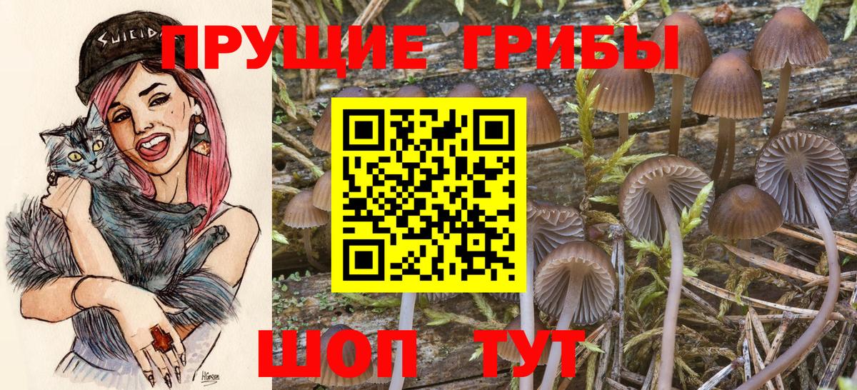 Псилоцибиновые грибы мицелий  Галлюциногенные грибы Cubensis  купить наркоту  Зерноград  Вход с VPN 